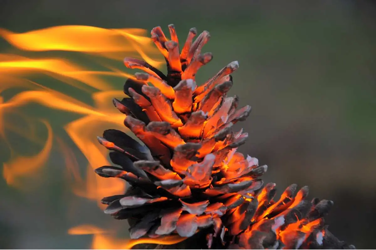 Incendios forestales en España 2024