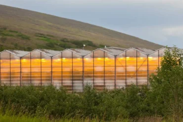 Invernaderos Geotérmicos, energía renovable para producción sostenible y eficiente