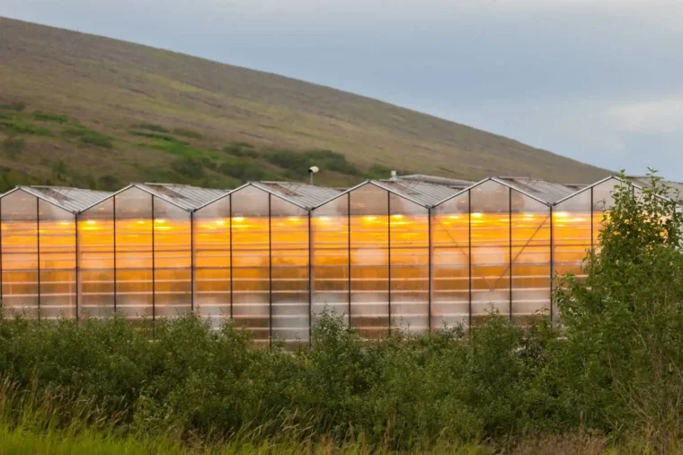 Invernaderos Geotérmicos, energía renovable para producción sostenible y eficiente