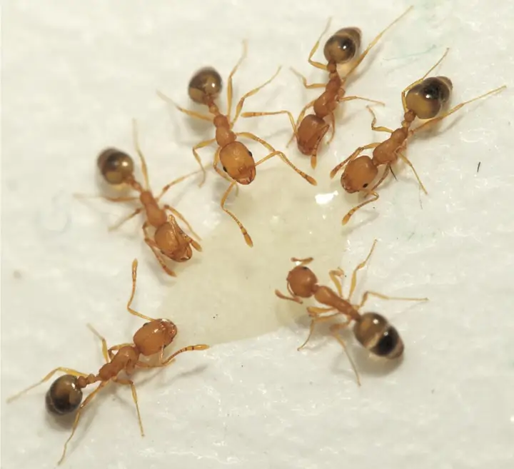 El arte de la guerra de los insectos y la fascinante historia del control biológico Sostenibilidad - Solo Hay Uno Monomorium pharaonis