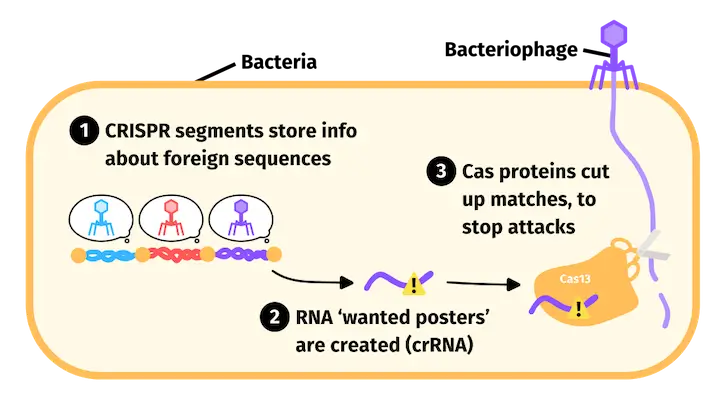 CRISPR