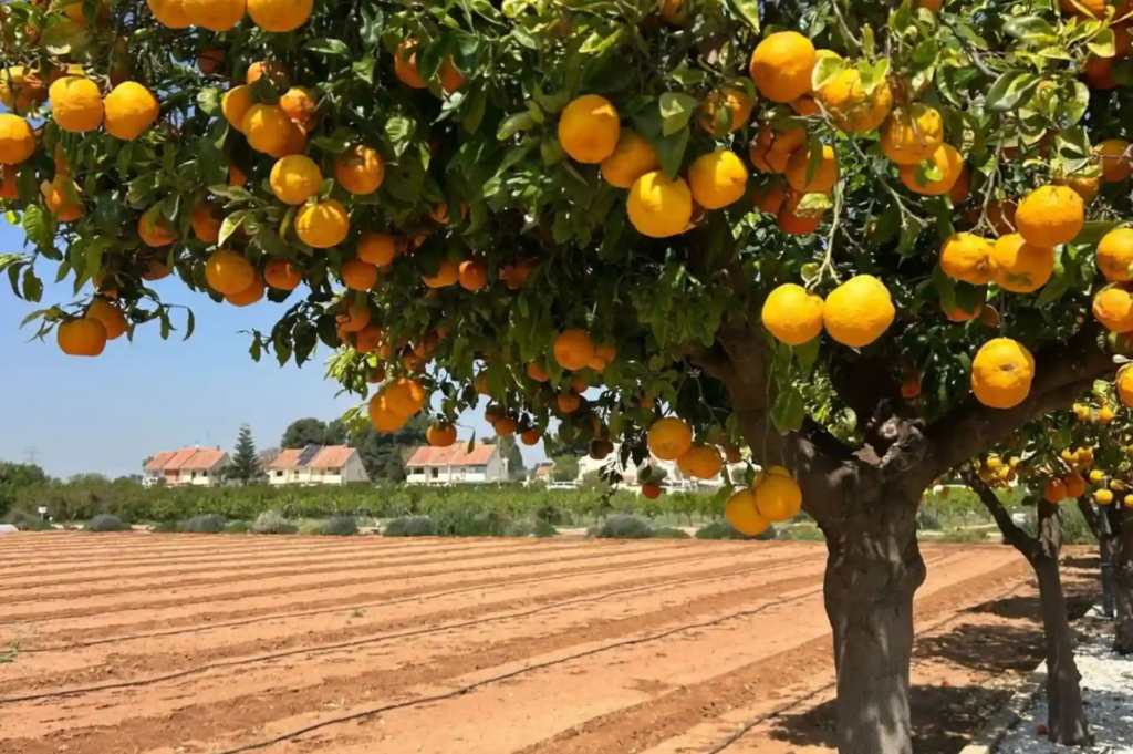 Jornada sobre sistemas alimentarios sostenibles desde el Centro de Experiencias Cajamar Sostenibilidad - Solo Hay Uno 7 Presentación en la jornada de Sistemas alimentarios sostenibles en Paiporta Valencia