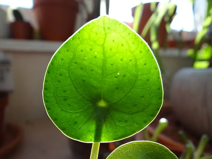 3 Innovaciones de la biotecnología para una alimentación sostenible Sostenibilidad - Solo Hay Uno Las plantas cierran los estomas cuando hace mucho calor para perder menos agua.