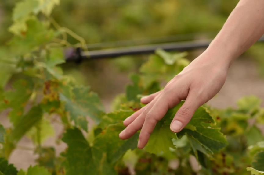 agricultura regenerativa