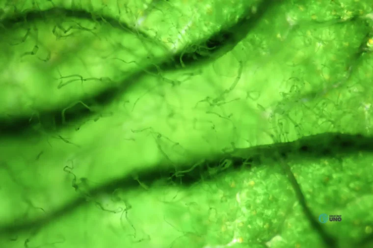 Biocombustibles de algas, posible futuro energético