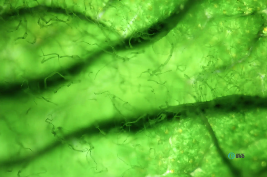 Biocombustibles de algas, posible futuro energético