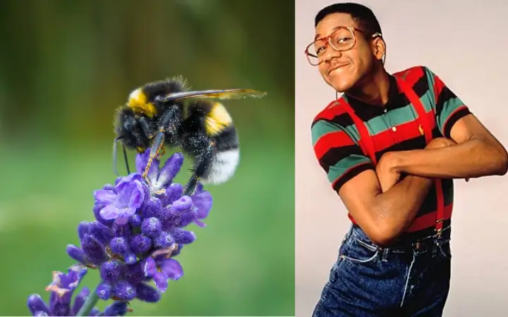 Polinizadores urbanos, los personajes de una película en el que todos son necesarios Sostenibilidad - Solo Hay Uno Las abejas son los estudiosos a los chicos aplicados a los que muchos tratan mal.