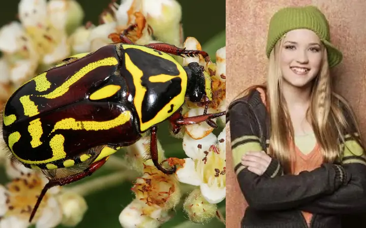 Polinizadores urbanos, los personajes de una película en el que todos son necesarios Sostenibilidad - Solo Hay Uno El escarabajo pasa desapercibido, pero también es importante.