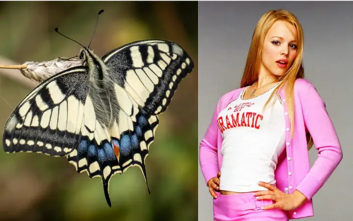 Polinizadores urbanos, los personajes de una película en el que todos son necesarios Sostenibilidad - Solo Hay Uno Las mariposas son como la chica popular.