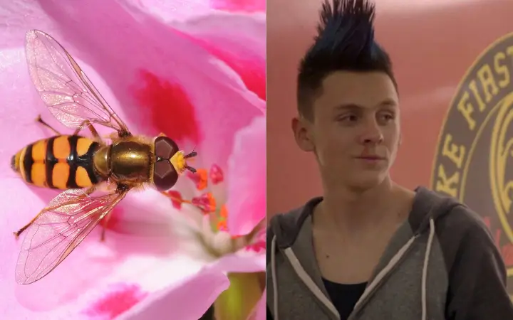 Polinizadores urbanos, los personajes de una película en el que todos son necesarios Sostenibilidad - Solo Hay Uno La mosca es ese alumno con mucha energía que no para quieto.