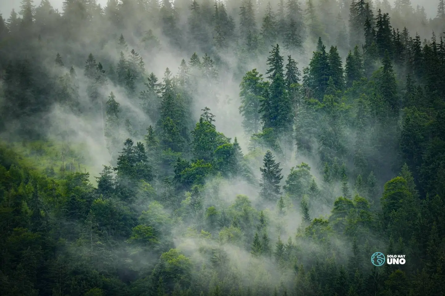 Día Internacional de los Bosques 2026