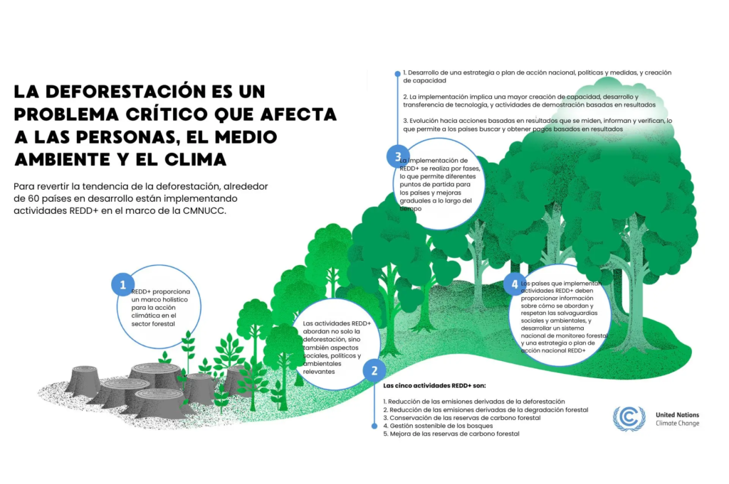 Día Internacional de los Bosques 2026 - La deforestación es un problema crítico