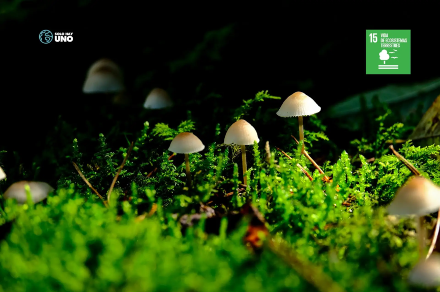 ODS 15 cuidar ecosistemas terrestres