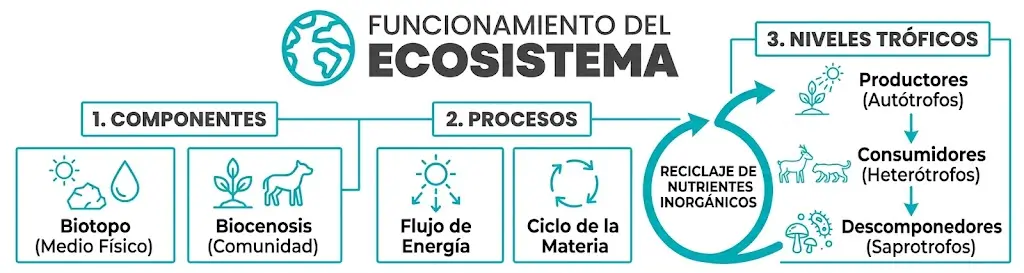 ODS 15: Dejar de "limpiar" el planeta para empezar a no ensuciarlo Sostenibilidad - Solo Hay Uno Infografía sobre el funcionamiento de los ecosistemas - ODS 15