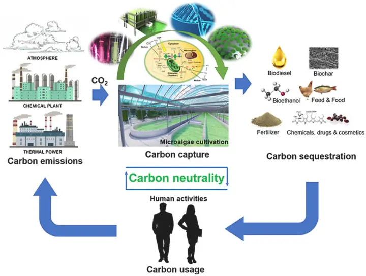 Las microalgas pueden captar dióxido de carbono tanto de la atmósfera como directamente de la actividad industrial. Después, los transforman en productos útiles