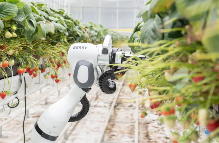 Qué son los cobots y cómo pueden ayudarnos Sostenibilidad - Solo Hay Uno Cobots recolectores de frutas en su punto de maduración