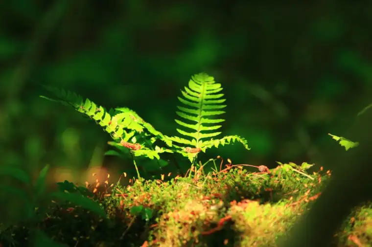Bioeconomía forestal, qué es, ejemplos y situación en UE para entenderla mejor