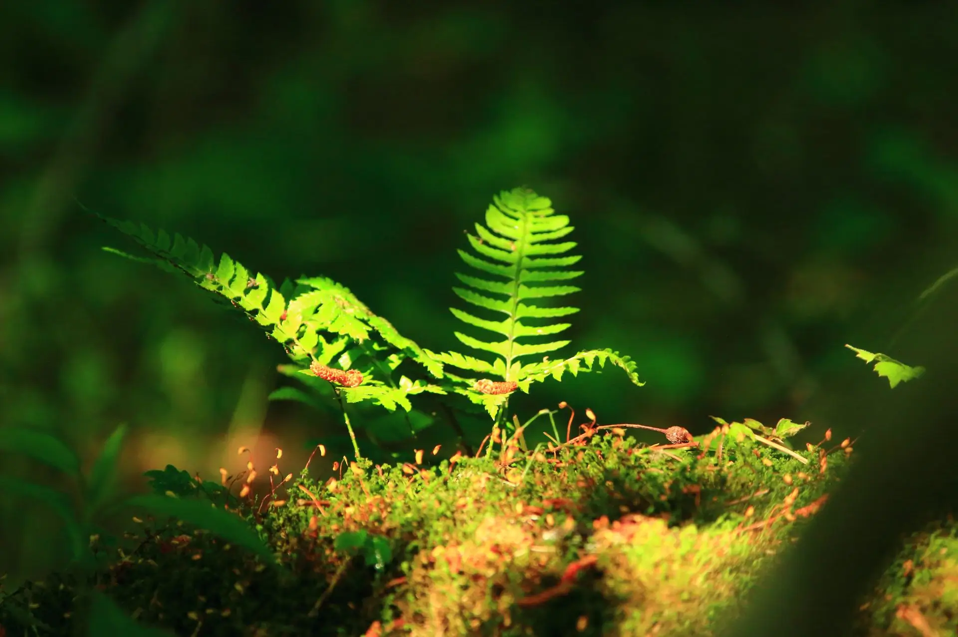 Bioeconomía forestal, qué es, ejemplos y situación en UE para entenderla mejor
